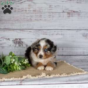 Tilly, Miniature Australian Shepherd Puppy
